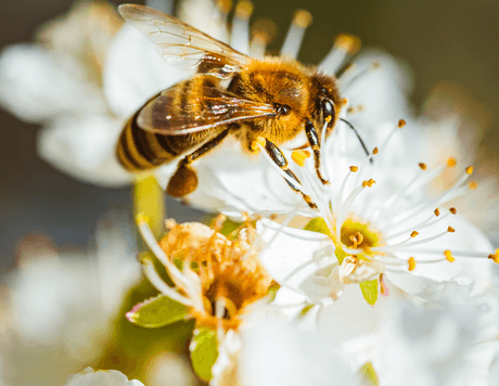 A honey bee gathering nectar